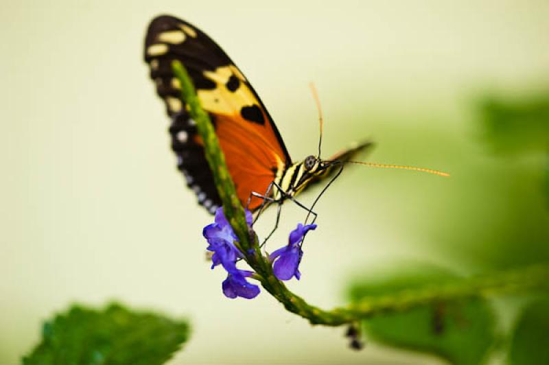 Heliconius hecale