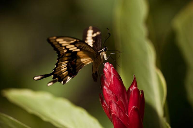 Cresphontes Papilio