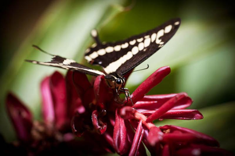 Cresphontes Papilio