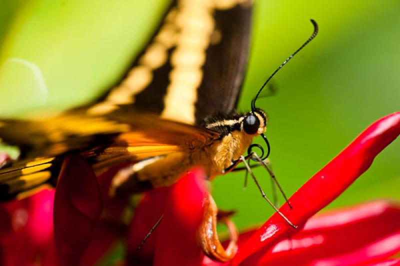 Cresphontes Papilio