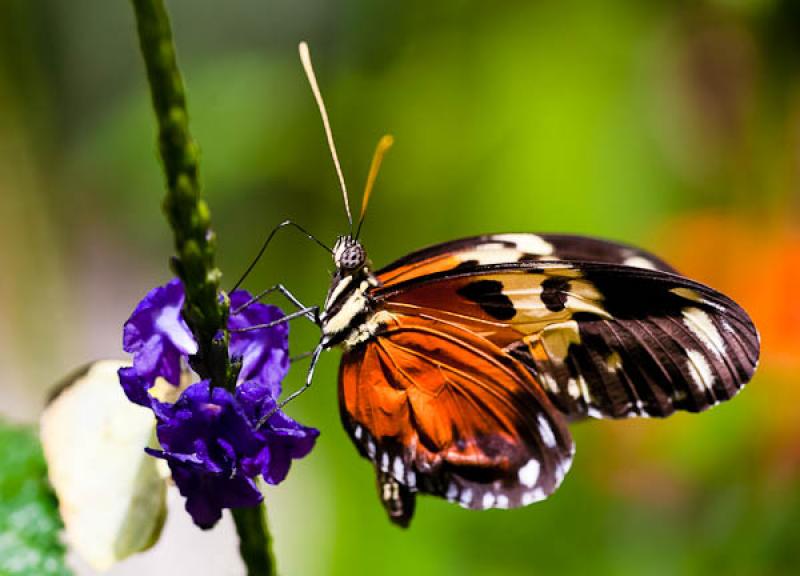 Heliconius hecale