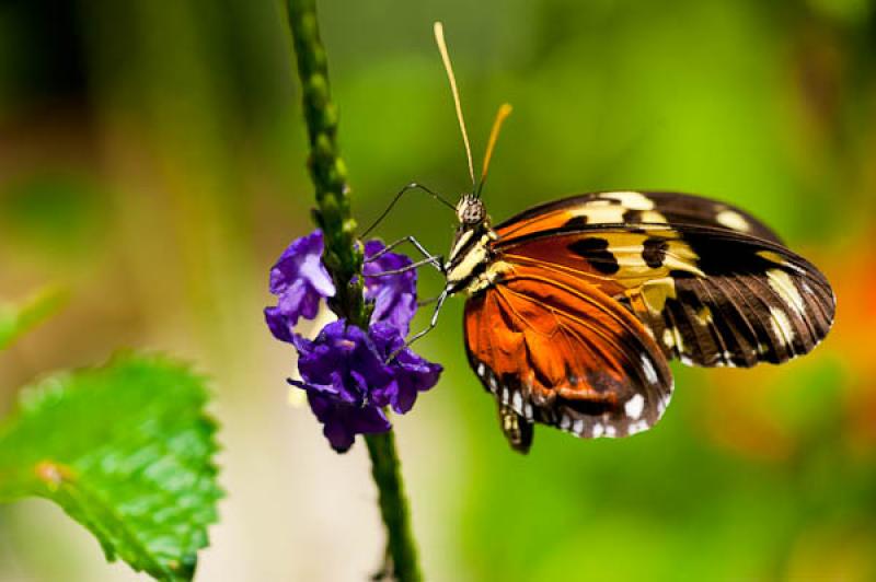 Heliconius hecale