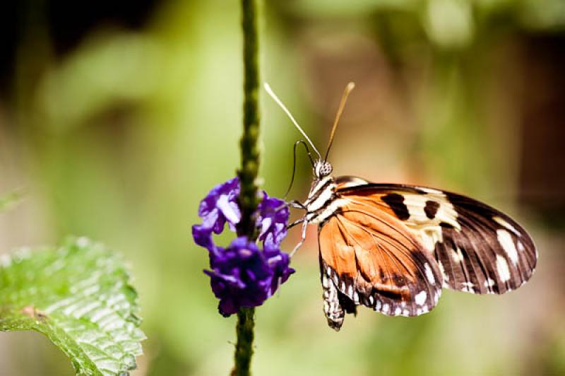 Heliconius hecale