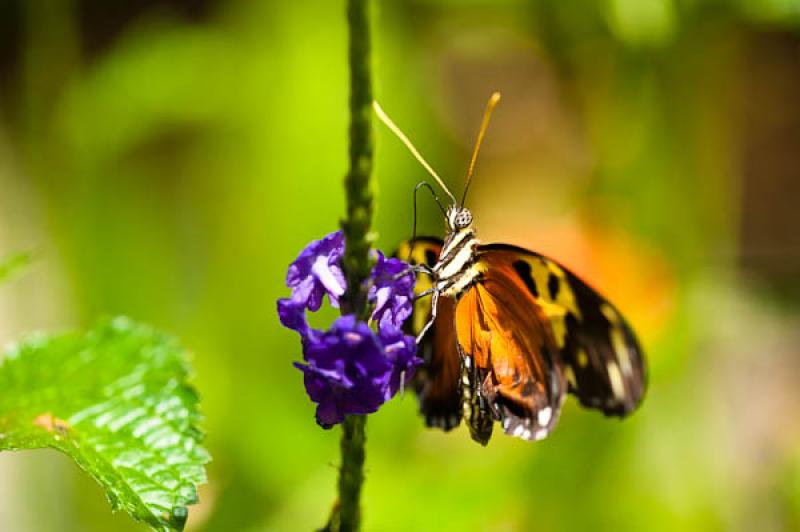 Heliconius hecale