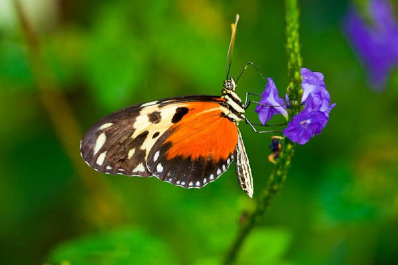 Heliconius hecale