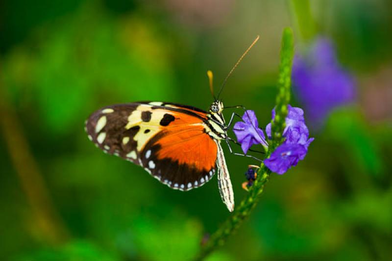 Heliconius hecale