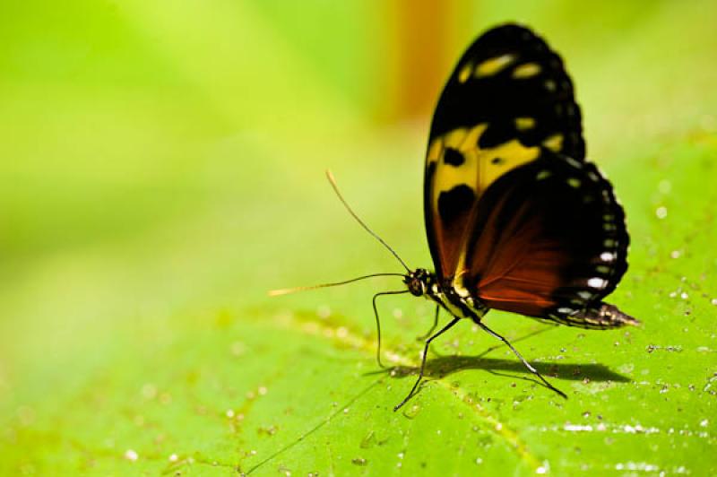 Heliconius hecale