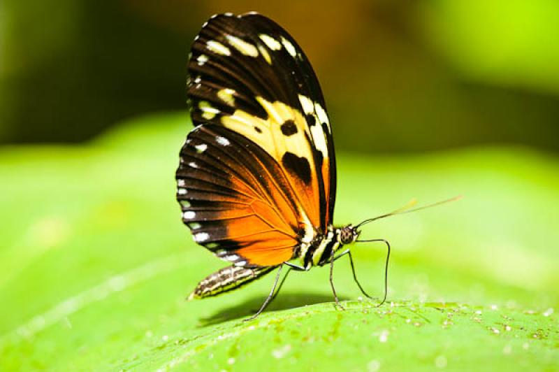 Heliconius hecale