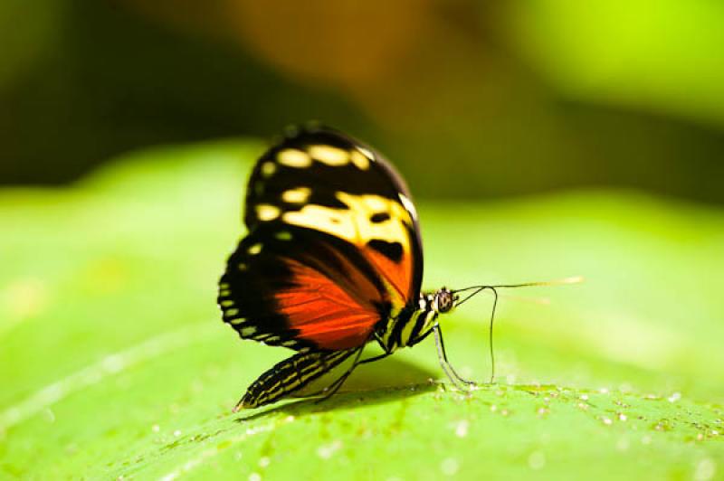 Heliconius hecale