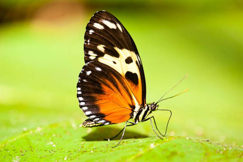 Heliconius hecale