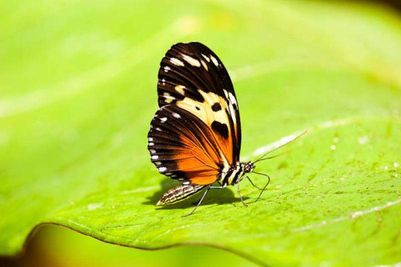 Heliconius hecale