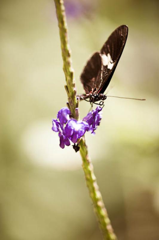 Heliconius erato