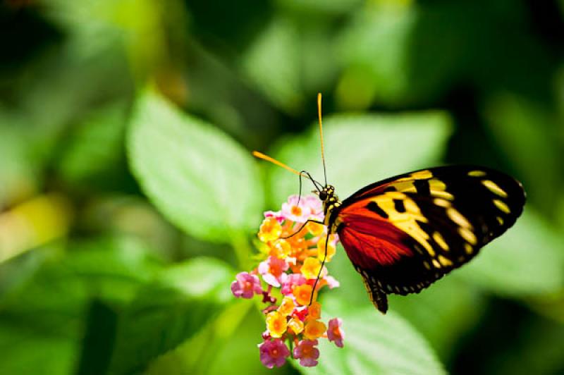 Heliconius hecale