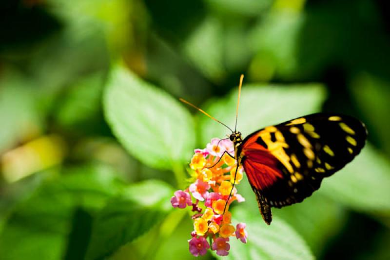 Heliconius hecale