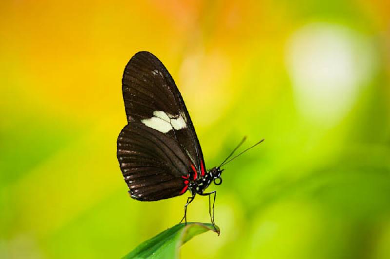 Heliconius erato