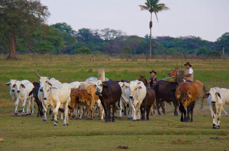 Trabajo de Llano, Hacienda Marsella, Villavicencio...