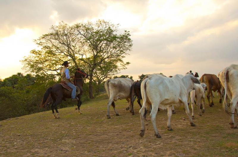 Trabajo de Llano, Hacienda Marsella, Villavicencio...