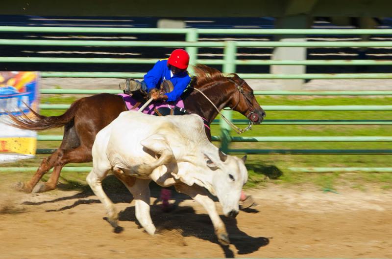 Coleo de Toros, Parque Las Malocas, Villavicencio,...