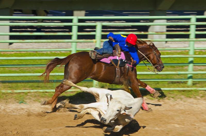 Coleo de Toros, Parque Las Malocas, Villavicencio,...