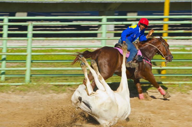 Coleo de Toros, Parque Las Malocas, Villavicencio,...