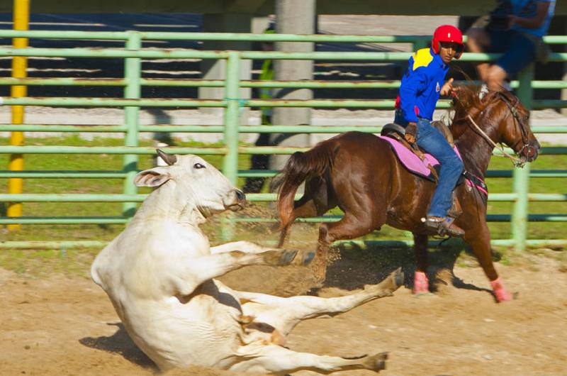 Coleo de Toros, Parque Las Malocas, Villavicencio,...