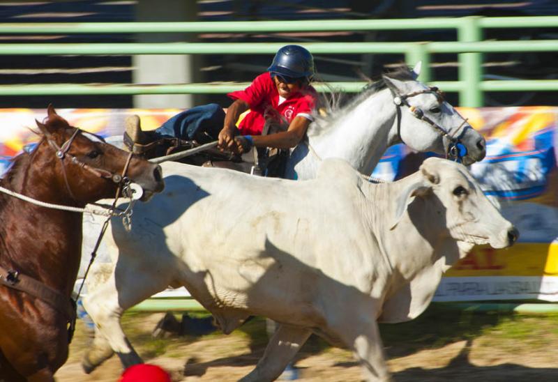 Coleo de Toros, Parque Las Malocas, Villavicencio,...