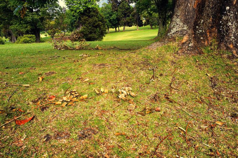 Detalle de un Arbol