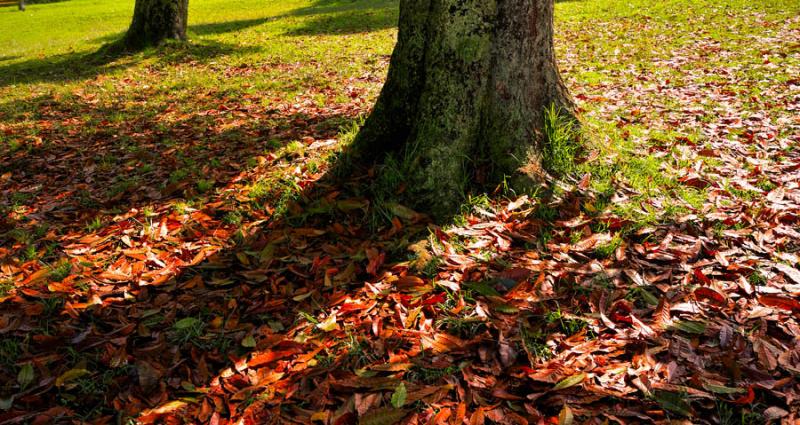 Detalle de un Arbol