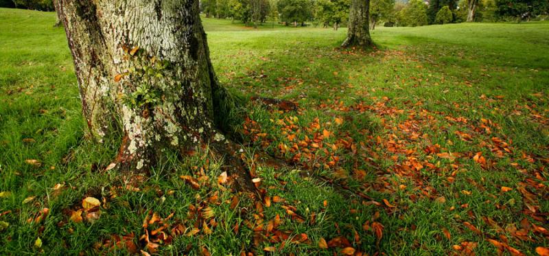 Detalle de un Arbol