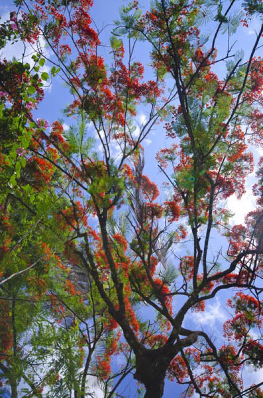 Caesalpinia pulcherrima