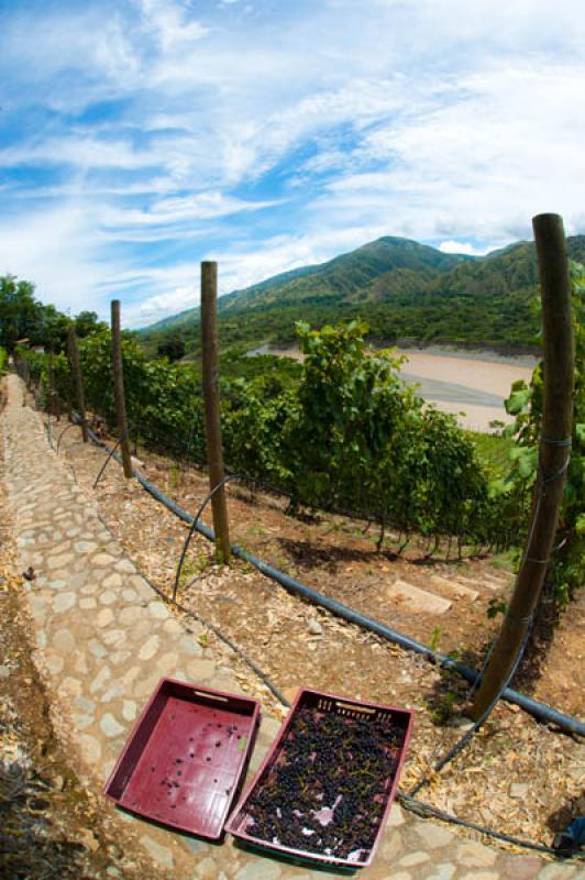 ViÃ±a Sicilia, Olaya, Occidente AntioqueÃ±o, A...