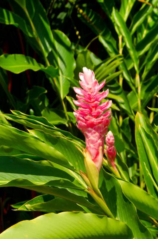 Alpinia