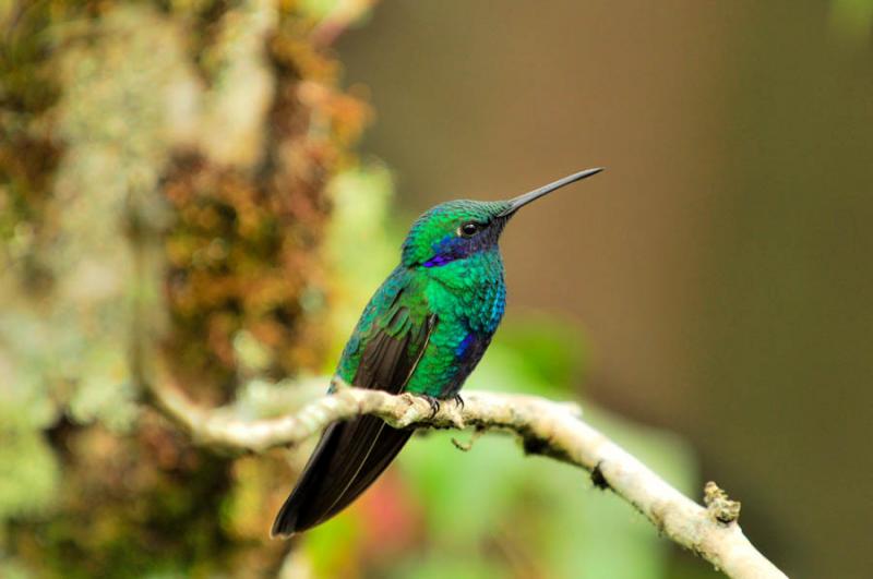 Colibri coruscans