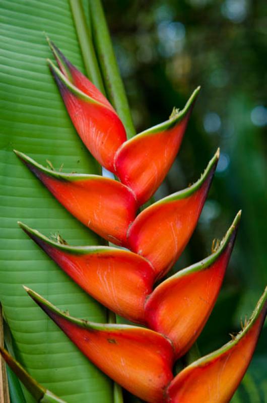 Heliconia wagneriana