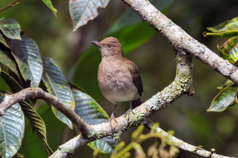 Turdus ignobilis