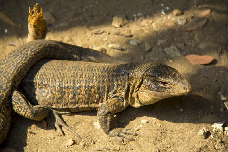 Iguana en el Merecure Parque Agroecologico, Villav...