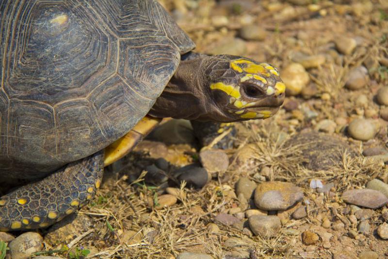 Tortuga en el Merecure Parque Agroecologico, Villa...