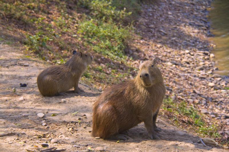 Capibaras en Merecure Parque Agroecologico, Villav...