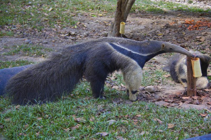 Oso Hormiguero en Merecure Parque Agroecologico, V...