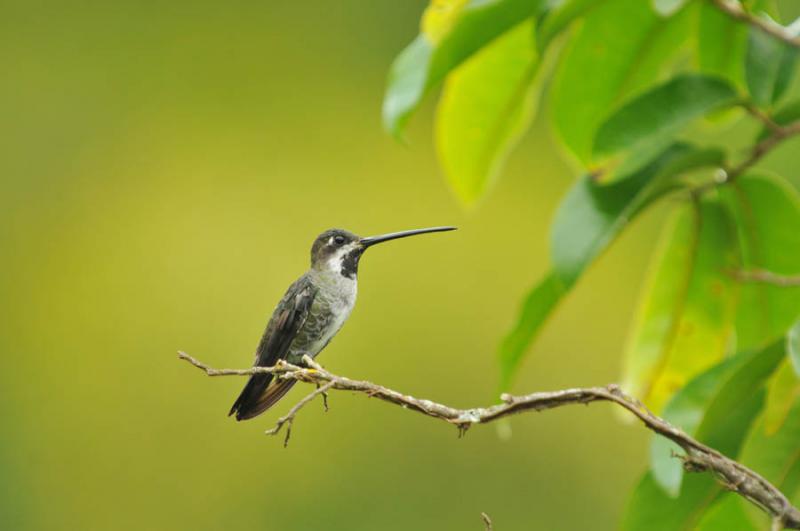 Heliomaster longirostris