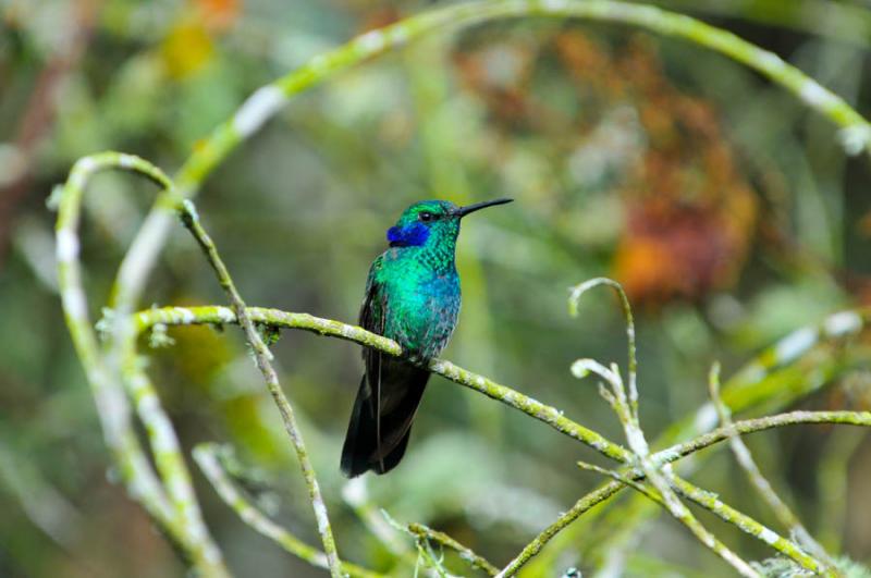 Colibri thalassinus