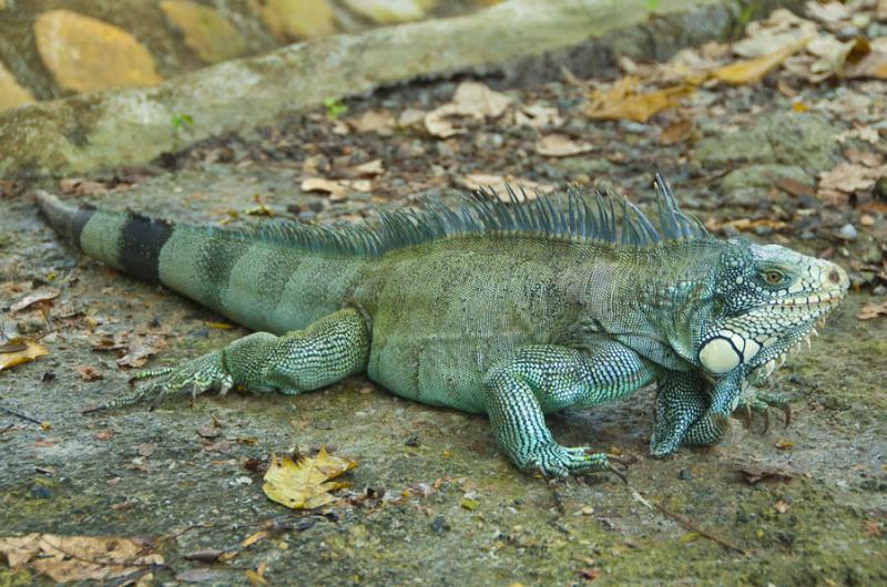 Iguana Verde