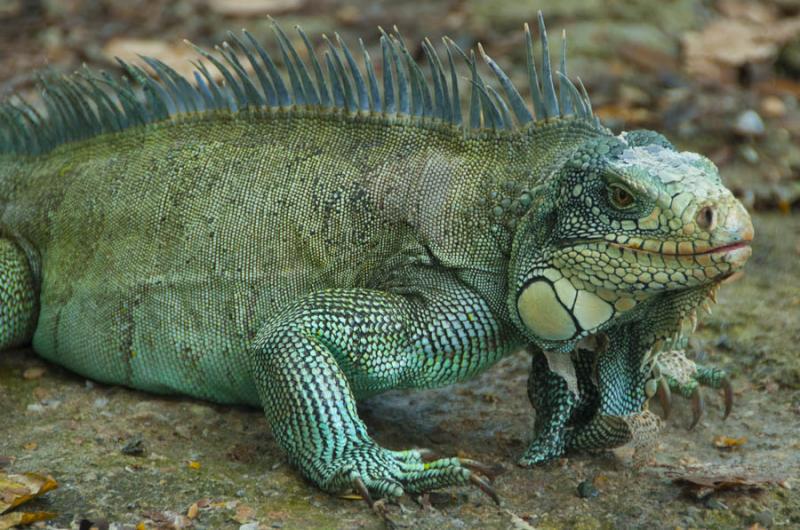 Iguana Verde