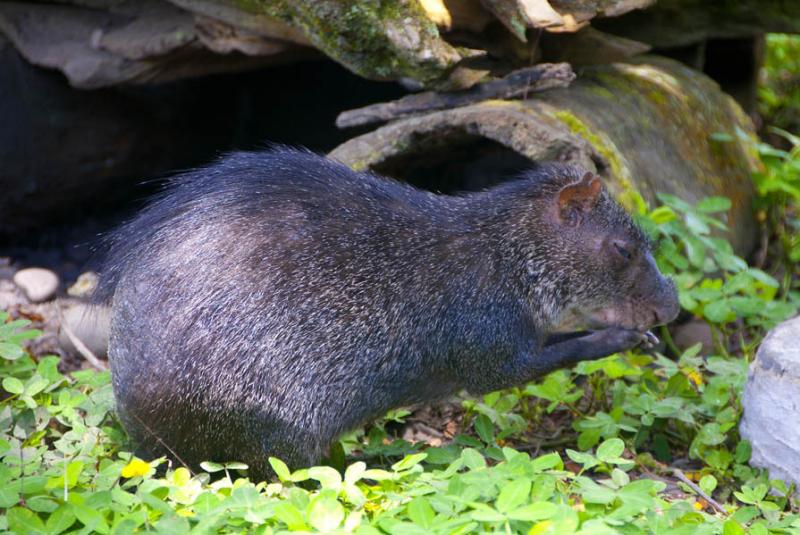 Capibara, Bioparque los Ocarros, Villavicencio, Me...