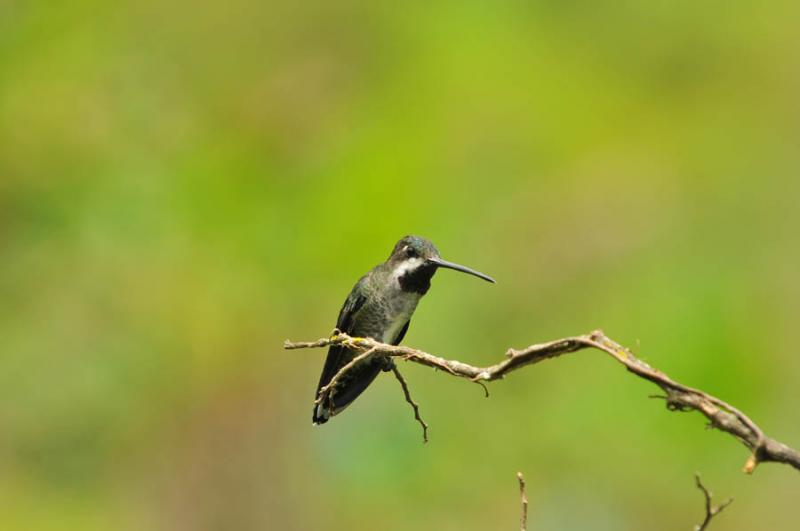 Heliomaster longirostris