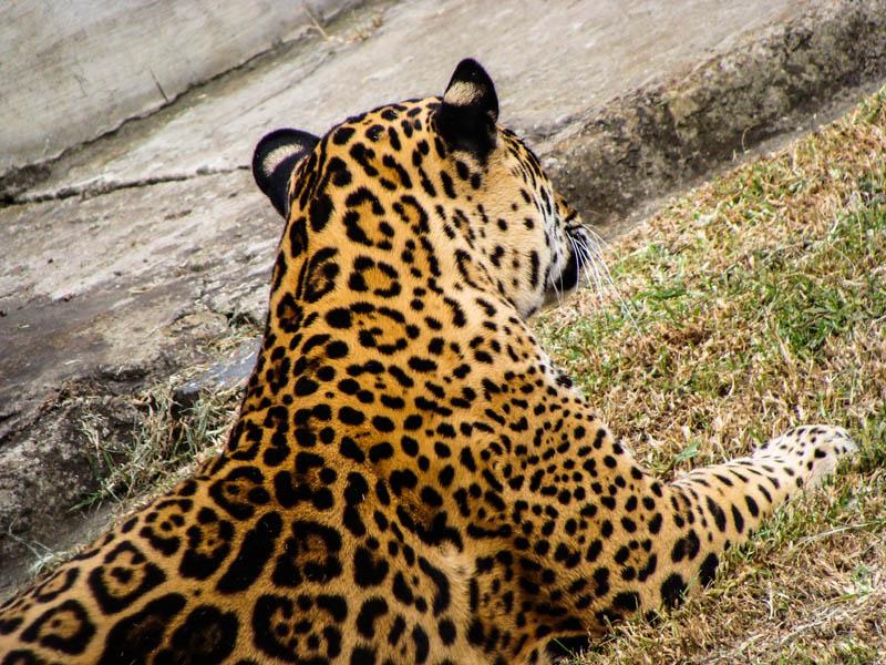 Jaguar en Parque Jaime Duque, Tocancipa, Cundinama...