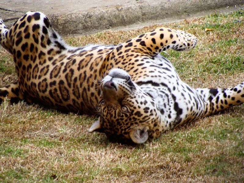 Jaguar en Parque Jaime Duque, Tocancipa, Cundinama...