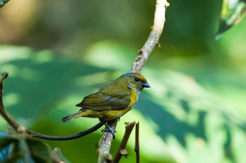 Euphonia xanthogaster