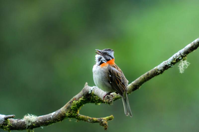 Zonotrichia capensis