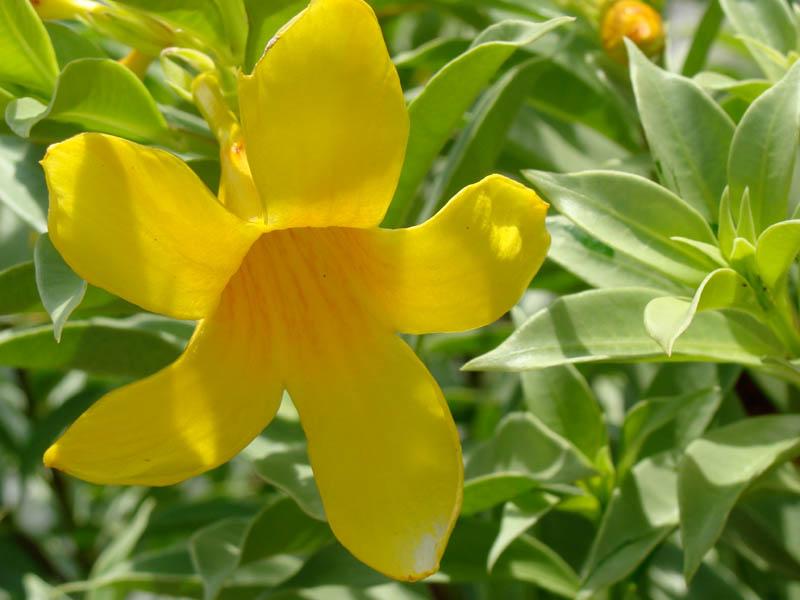 Allamanda cathartica